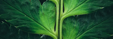 Toetsen van NVON in Wikiwijs?